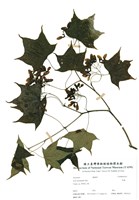 藏品(青楓)的圖片